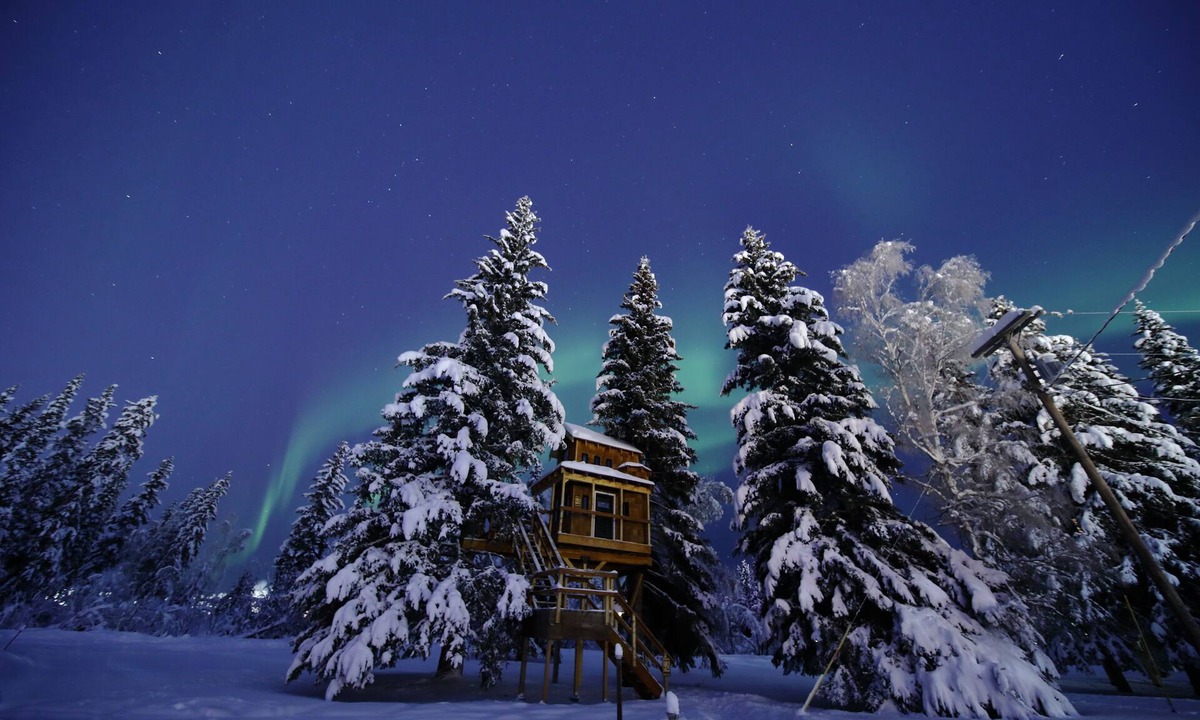 College House | It is a tiny home in the treehouse located in the middle of Fairbanks.