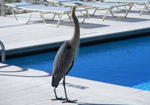 Largest 2 Bedroom Condo on the Beach! Best Beach View!