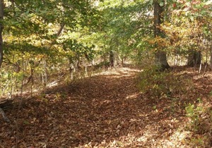 Shaggy Bark Camping3. A more private camping experience. The 75 acre Walker Farm