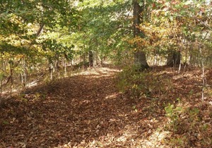 Shaggy Bark Camping9. A more private camping experience. The 75 acre Walker Farm