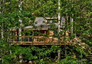 The Cedar in Treehouse Grove at Norton Creek