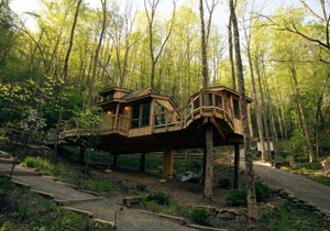 The Elm in Treehouse Grove at Norton Creek