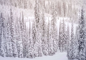 Walk To Everything! Premier Downtown Aspen Location. 50 yds to Gondola. Wood FP. Washer/Dryer.