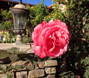 Leucadia Beach Inn 