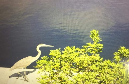 Pirates Cove House | Key Largo gem on the water with a little slice of heaven!