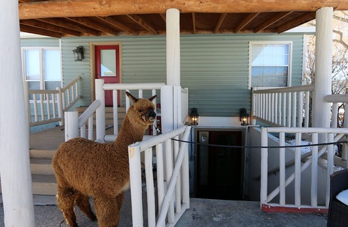 Silt House | Alpaca Paradise & Alpaca Experience!