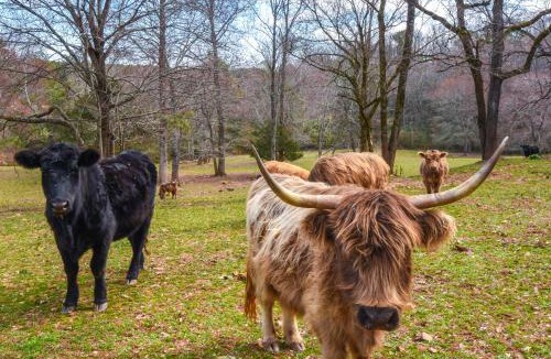Clarkesville House | Clarkesville Rustic Hideaway on 38-Acre Farm!