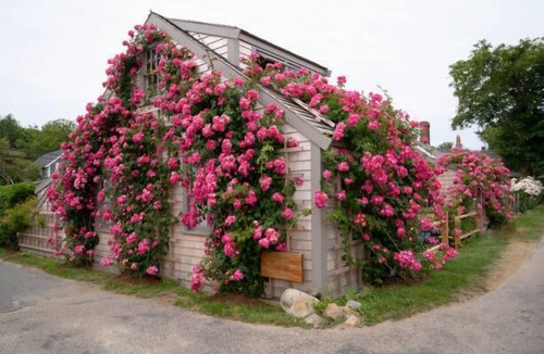 Siasconset House | Private Beach Cottage in Historic Sconset!