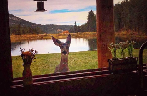Green Valley House | Spectacular Log Home with Private Lakefront, Hot Tub, Firepit & Views in the MTN
