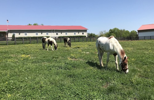 Lewisburg Cabin | The Cabin at Flat Rock Farms - rustic charm on a beautiful former horse farm