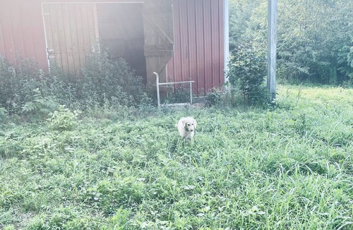 White House House | Two stable barn plus 2.5 acres