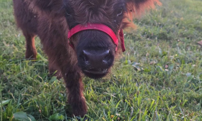 Randolph County House | Unique Farm Stay and Petting Zoo!