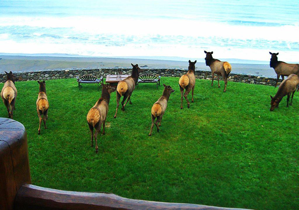 Photo of Others in Port Orford