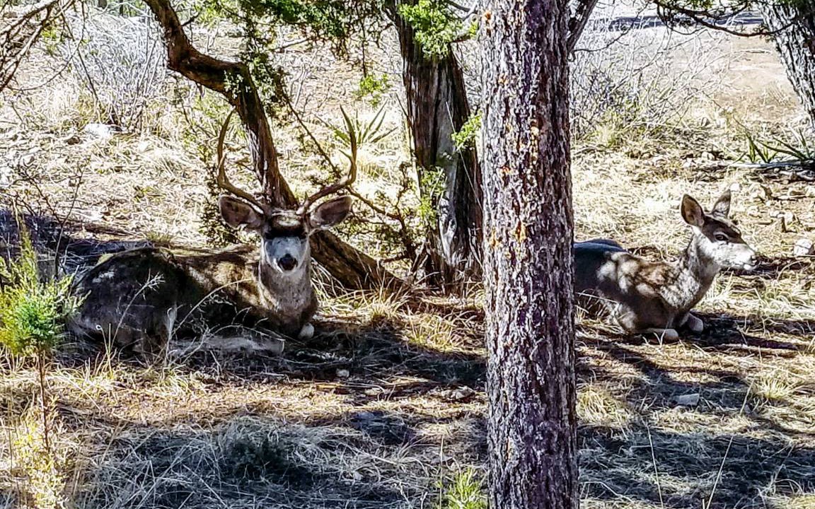 Photo of Others in Ruidoso