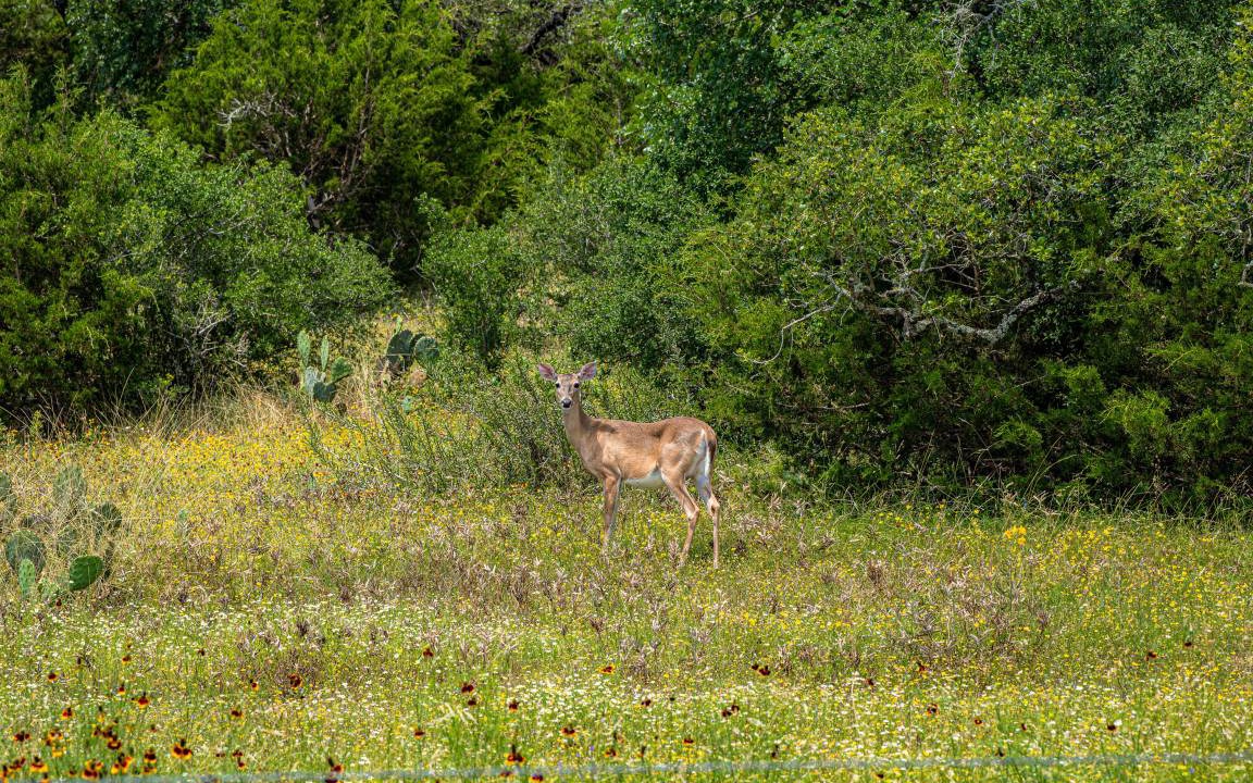 Photo of Others in Spring Branch