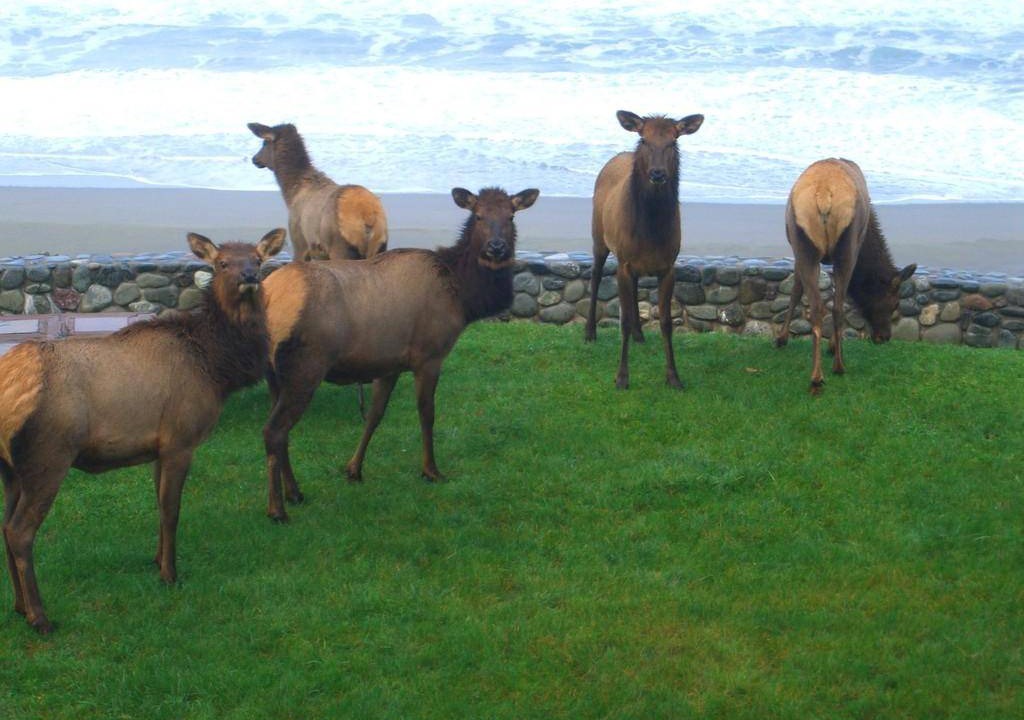 Photo of Others in Port Orford