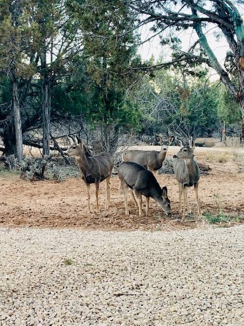 Photo of Others in Orderville