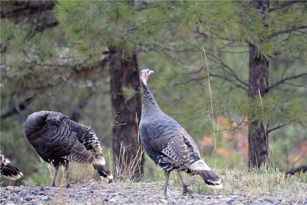 Photo of Others in Pagosa Meadows IV