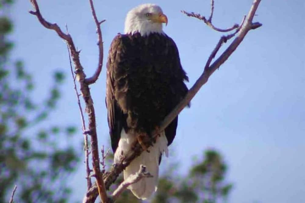 Photo of Others in Sedalia