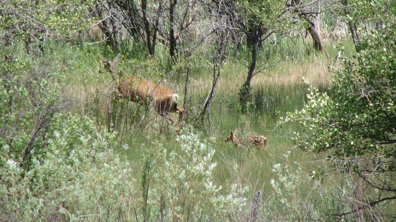 Photo of Outdoor in San Juan River Village