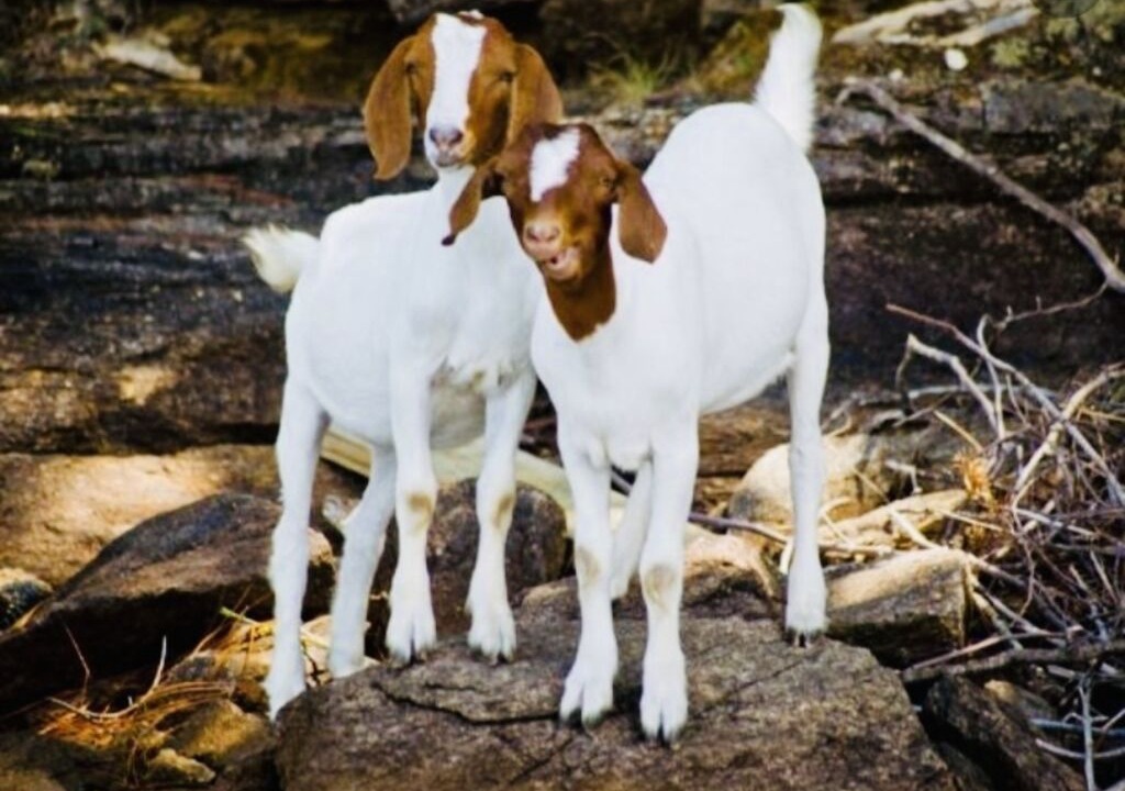 Photo of Outdoor in Little Kowaliga