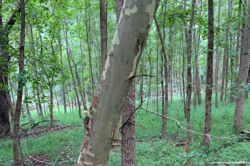Photo of Others in Pisgah