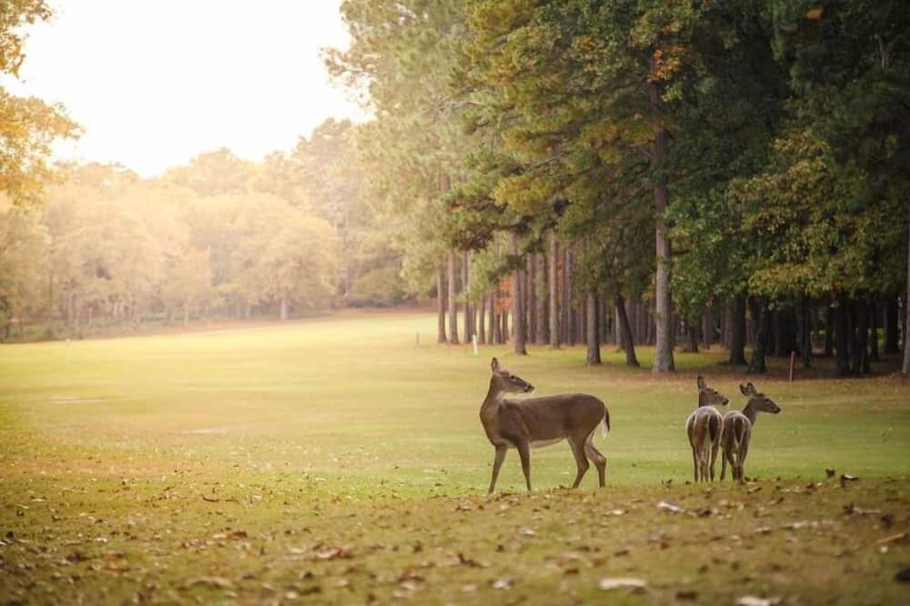 Photo of Outdoor in Holly Lake Ranch