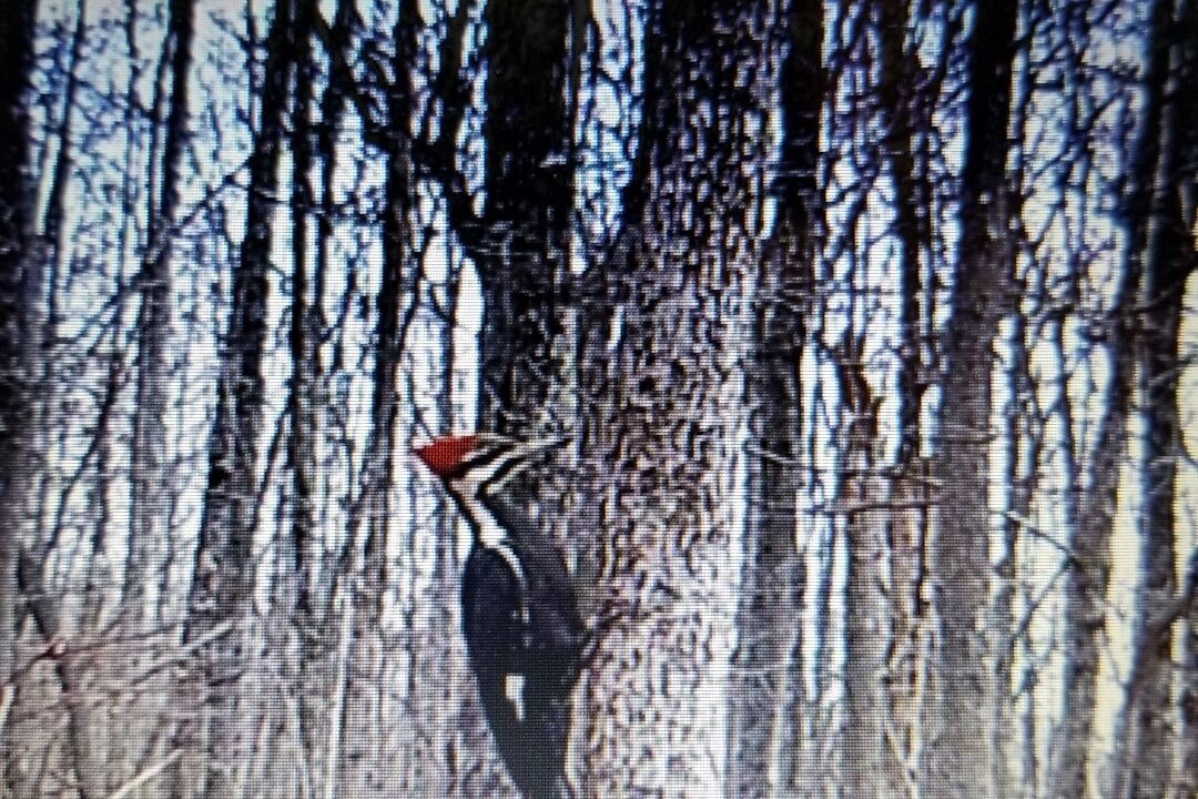 Photo of Others in Beersheba Springs