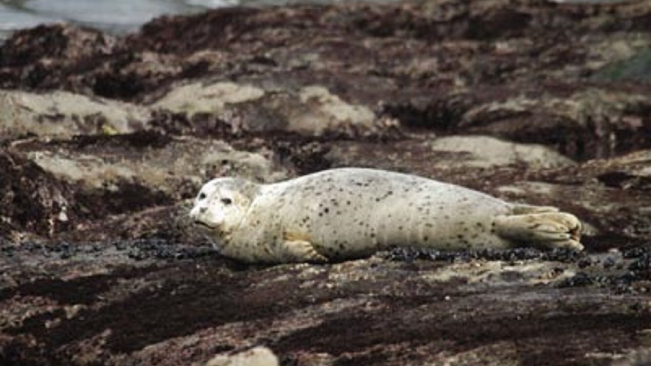 Photo of Others in Agate Beach