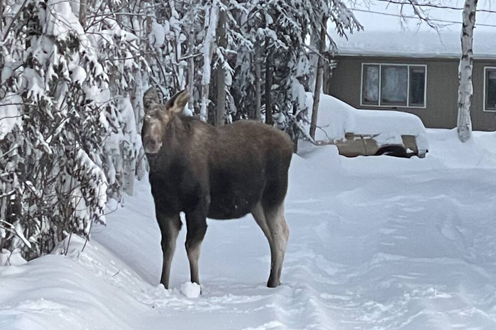 Photo of Others in North Pole