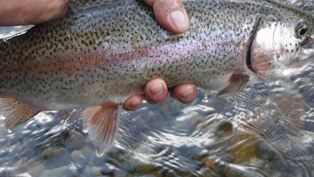 Photo of Others in San Juan River Village