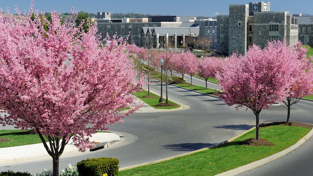Photo of Others in Blacksburg
