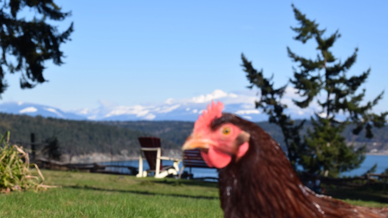 Photo of Outdoor in Oak Harbor