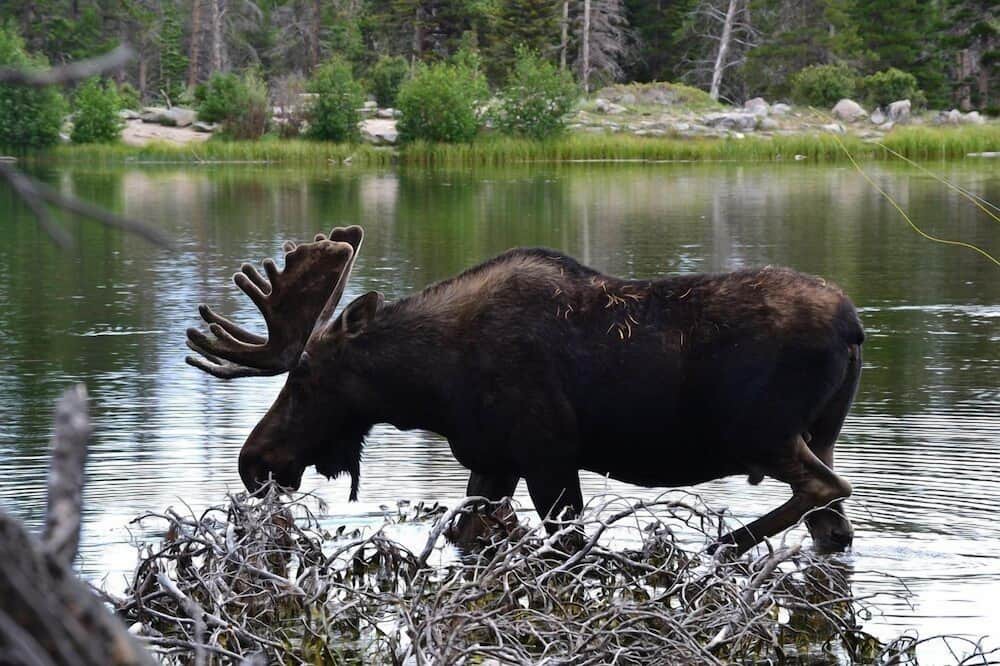 Photo of Others in Estes Park