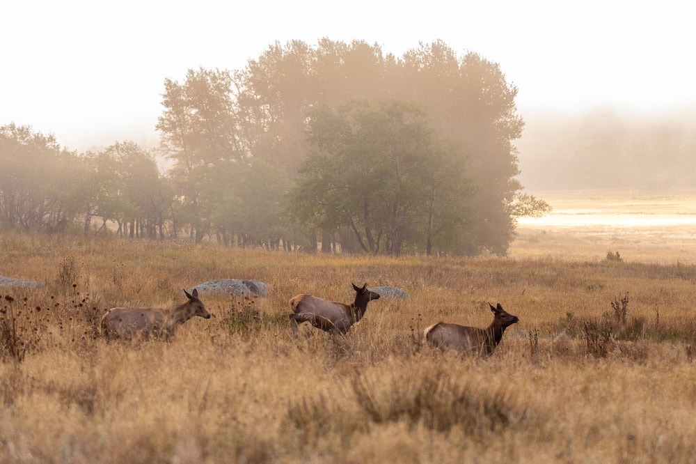 Photo of Others in Estes Park
