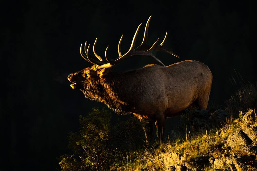 Photo of Others in Estes Park