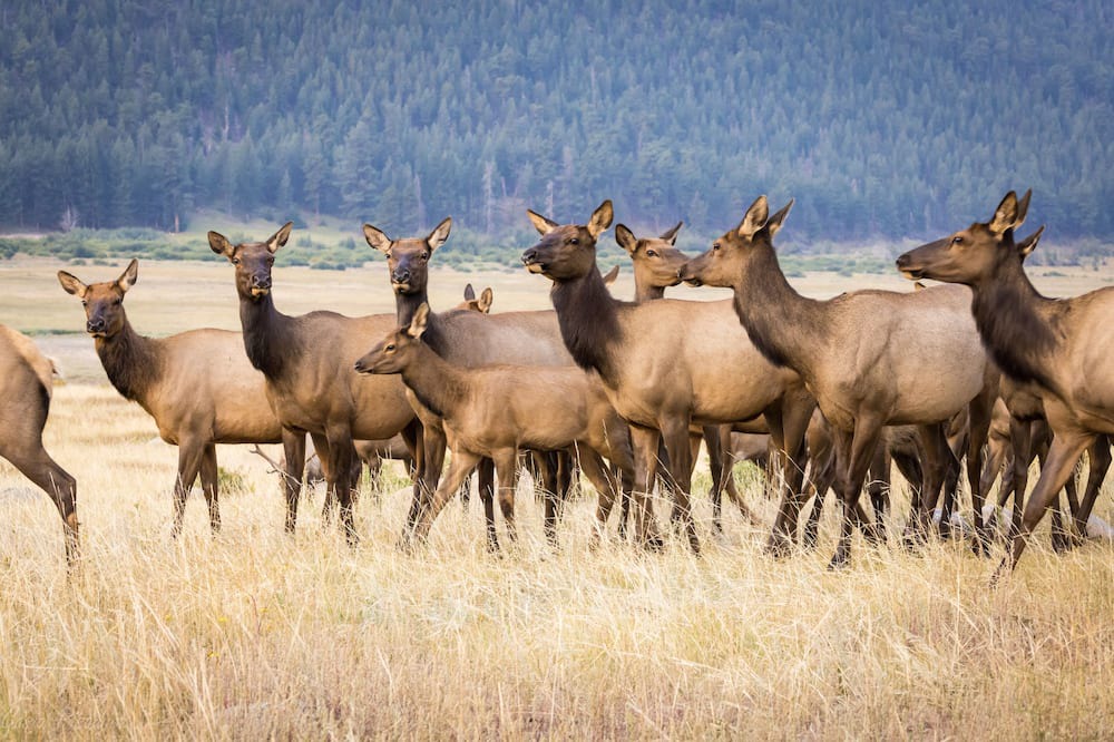 Photo of Others in Estes Park