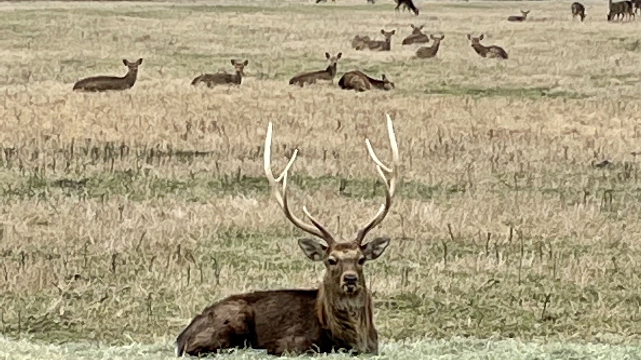 Photo of Others in Canyon Lake
