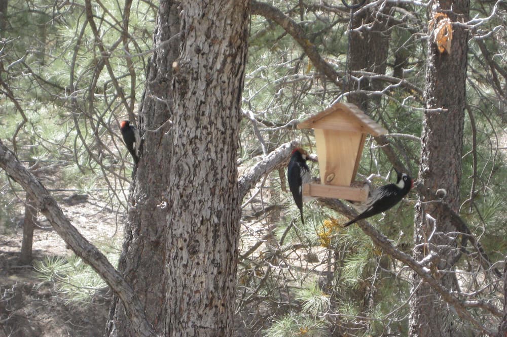 Photo of Others in Ruidoso