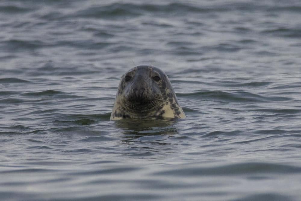 Photo of Others in Eastham
