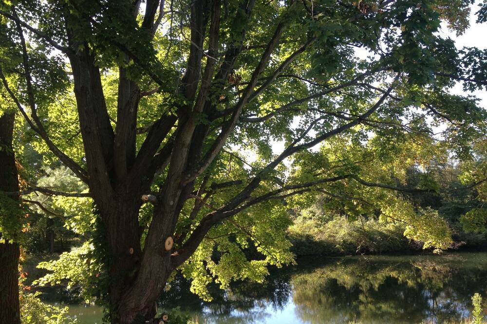 Photo of Outdoor in Red Hook