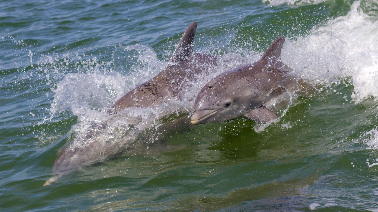 Photo of Others in Cocoa Beach
