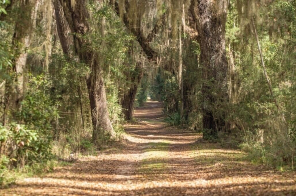 Photo of Outdoor in Saint Simons Island