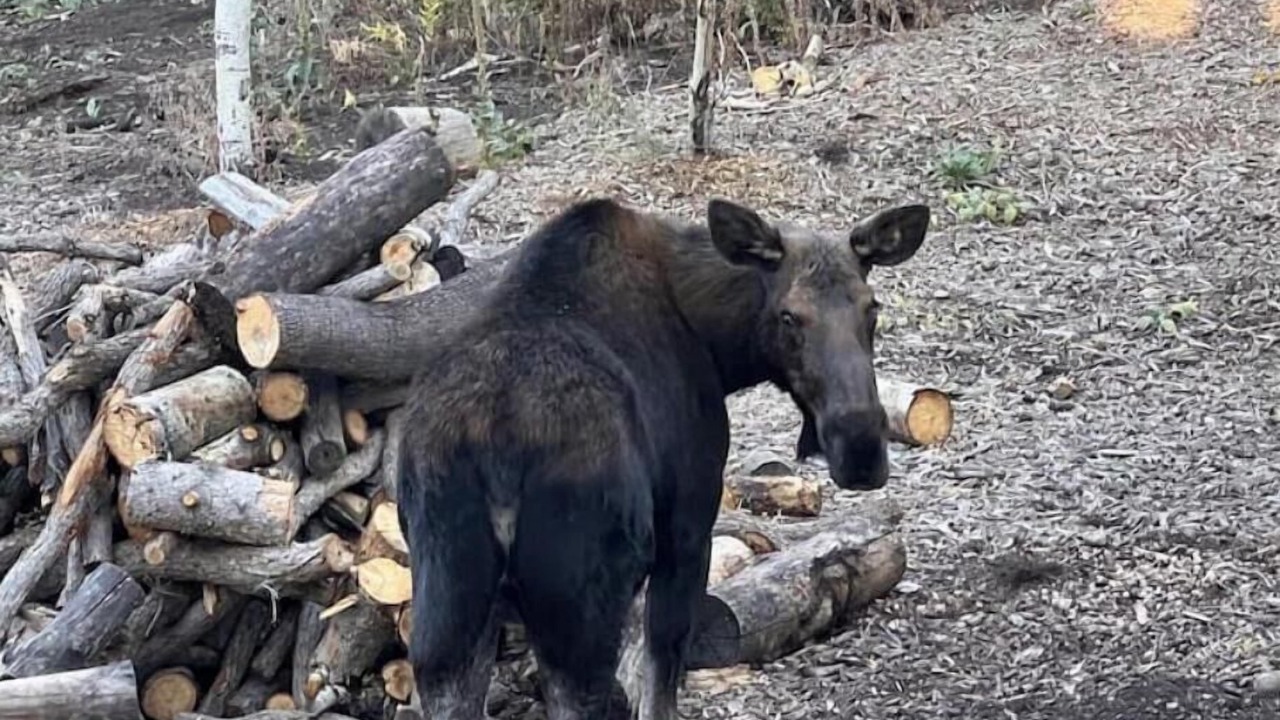 Photo of Others in Timber Lakes