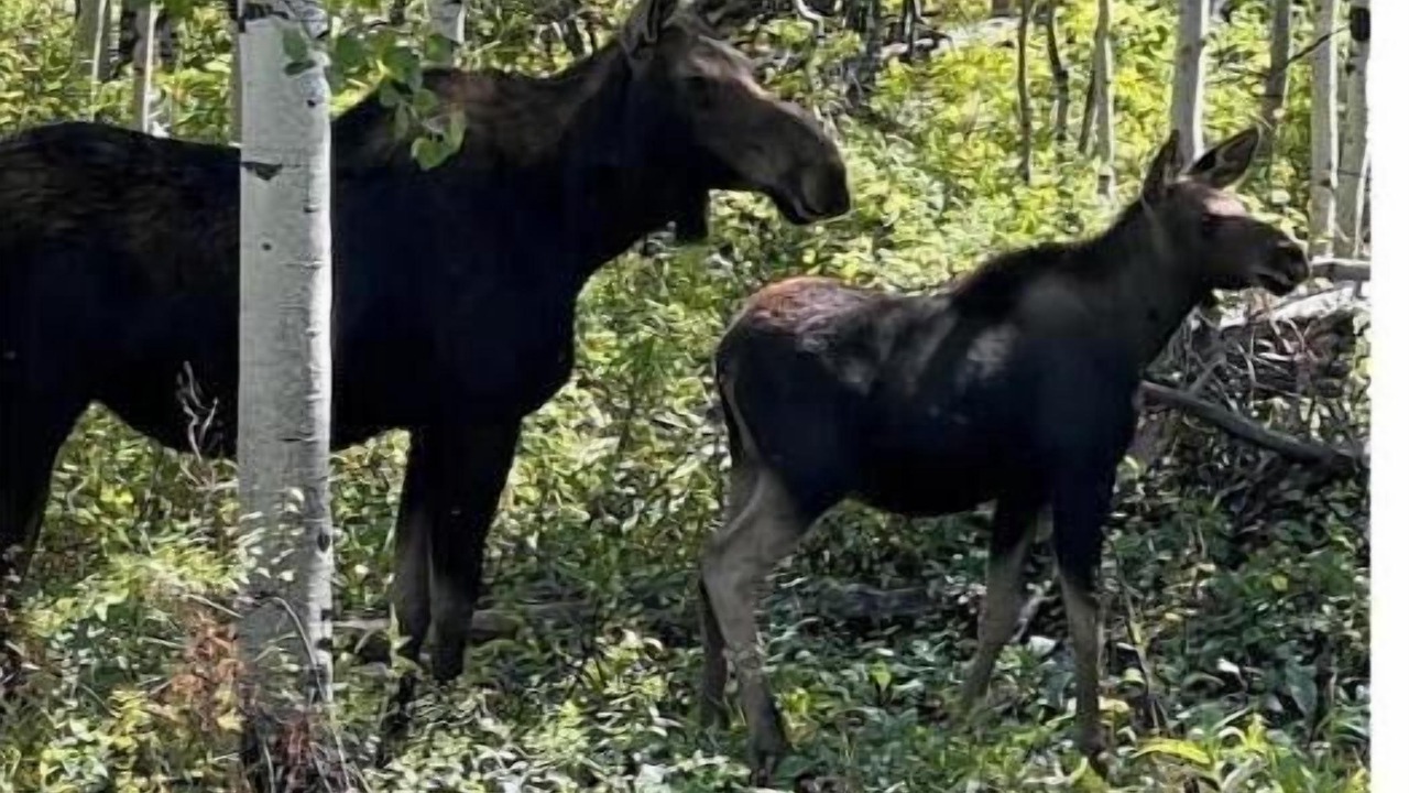 Photo of Outdoor in Timber Lakes