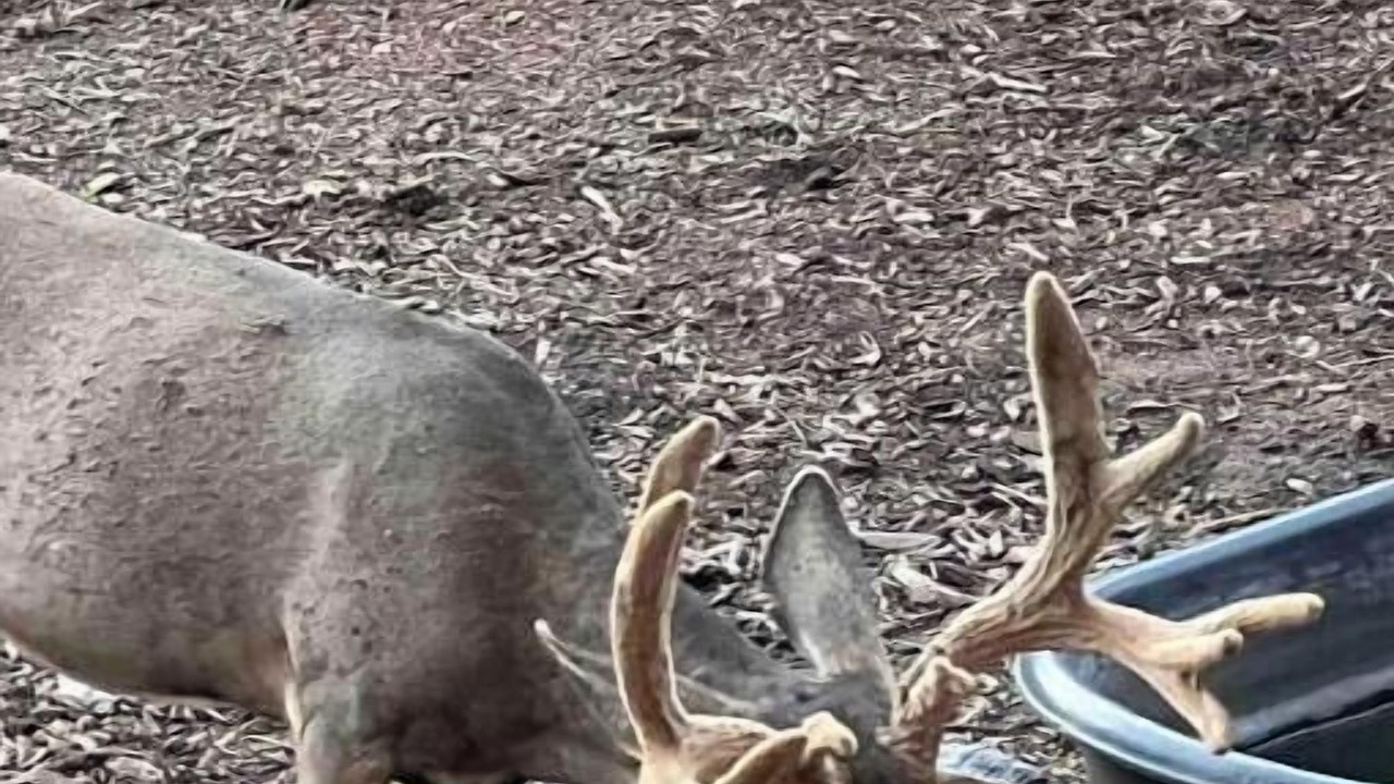 Photo of Others in Timber Lakes