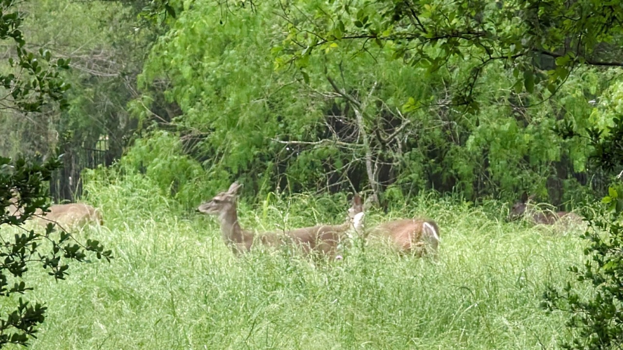 Photo of Others in Cedar Creek