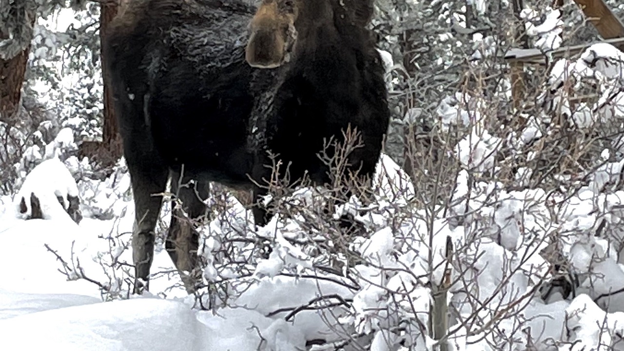 Photo of Others in Lyons