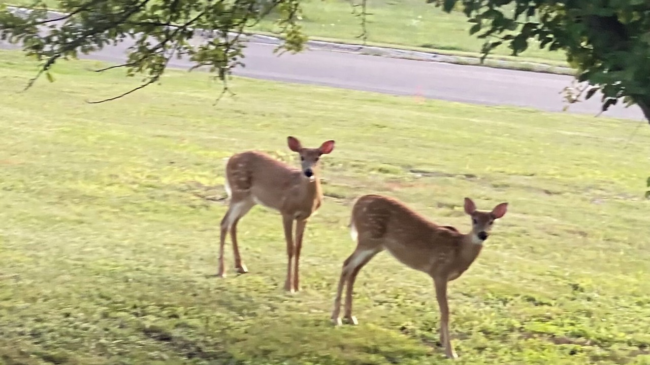 Photo of Others in White Pine