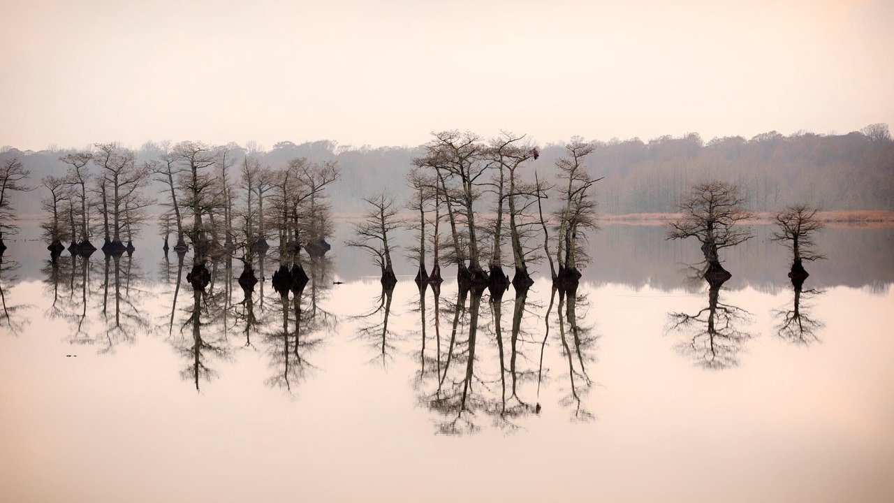 Photo of Others in Hornbeak